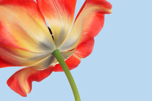 Red and gold tulip on a light blue background
